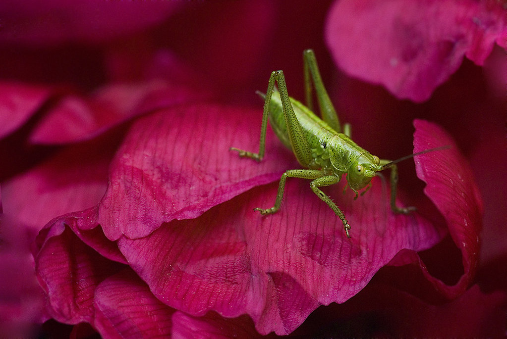 pinki-and-the-green-a21402412.jpg